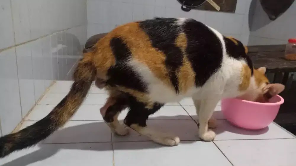 7 Fakta Menarik Kucing Belang Tiga Unrang