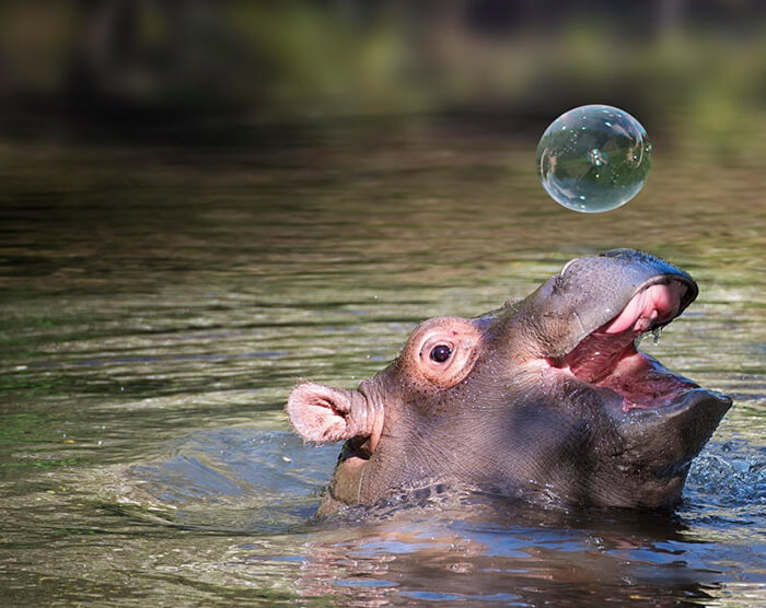 23 Adorable Baby Hippos That Will Make Your Day