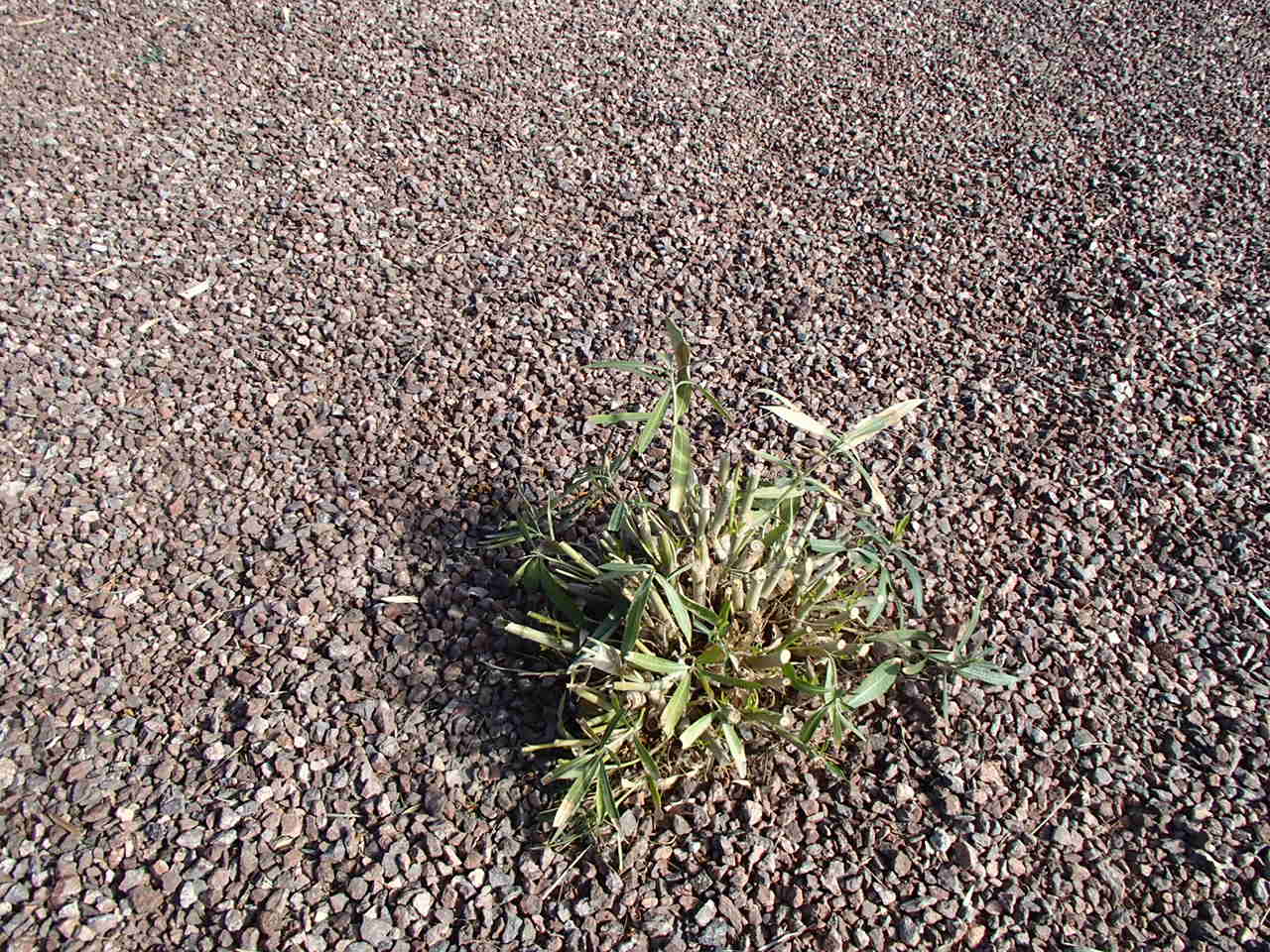 When And How To Prune Lantana