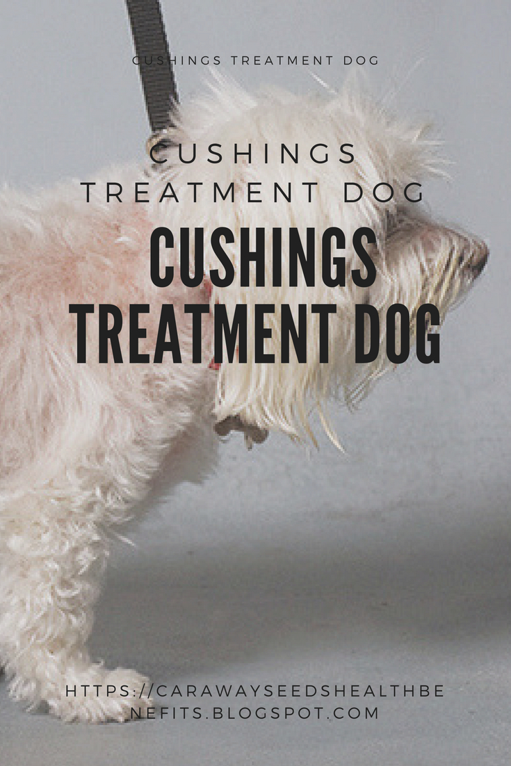 Cushings Treatment Dog Caraway Seeds Health Benefits
