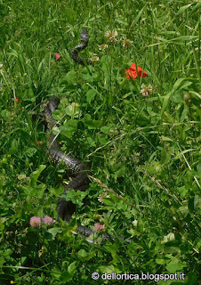 azienda agricola dell'ortica flora e fauna selvatica, serpenti, caprioli, cinghiali, tassi, volpi, faine, dittamo, frassinella, bosco, orto e giardino.