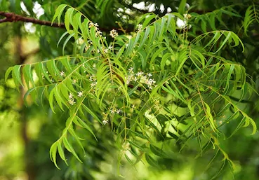 Literature review of neem tree picture