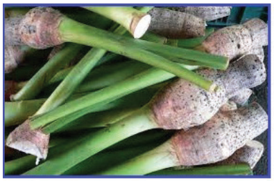 Hasil Samping Dari Wortel Adalah Studi Indonesia