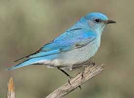 bluebird, lake arrowhead, birdwatching