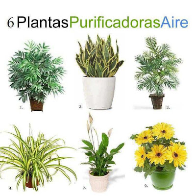 plantas purificadoras de aire