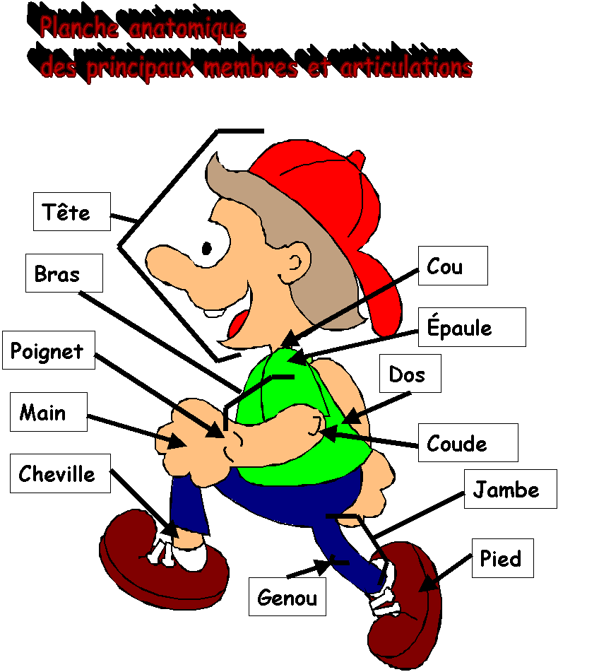 Tete перевод с французского. Tete перевод с французского. Tete a tete moldtelecom. Tete перевод с французского. части тела на французском языке.