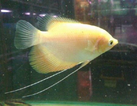 Gurame Padang Ikan Hias Konsumsi Yang Menawan Budidaya Ikan