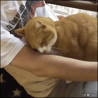 Cute Cat GIF • Cute sleepy Cat is in love with his owner Let me hug your arm [cat-gifs.com]