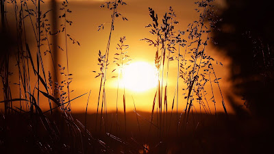 HD Wallpaper Sunset Grass