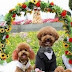 Γάμοι σκύλων στο Περού!