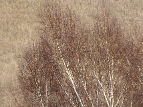 white birch trees