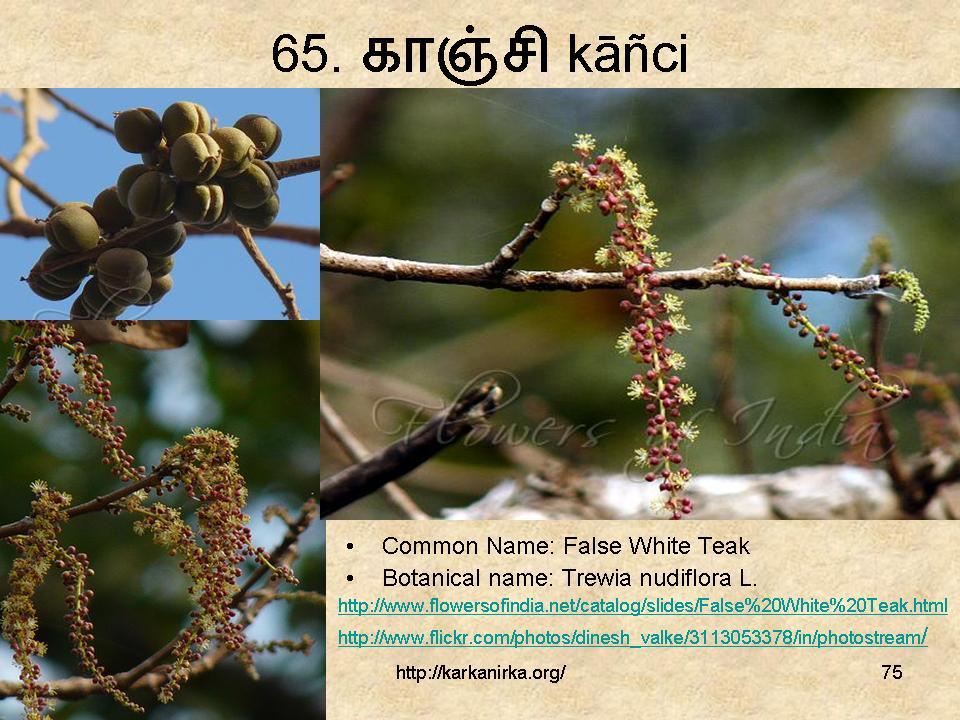 Propose a common name растение. Truncate sql. False names. False names. Latin root and greet root.