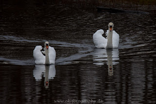 Naturfotografie wildlife Tierfotografie Lippeauen Nikon Tamron