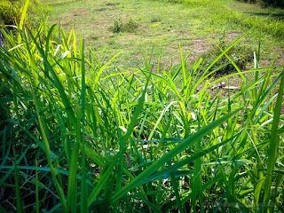 Fresh Green Grassland And Meadow Grow Wild In The Fields North Bali Indonesia