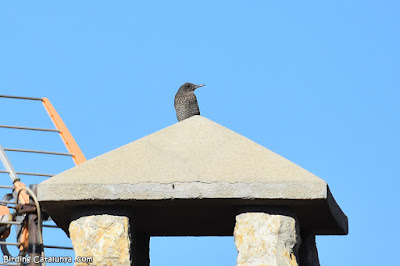 Merla blava (Monticola solitarius)