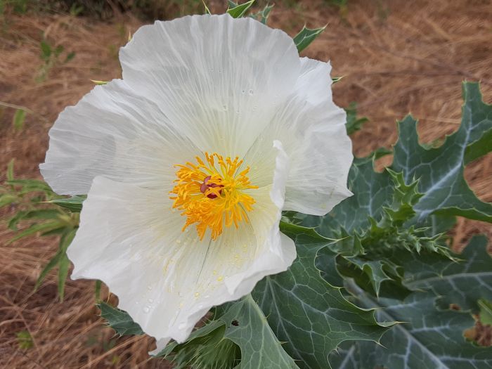 Durango Texas: Rare Ghost White Thistle Lily Haunts Today's Wichita ...