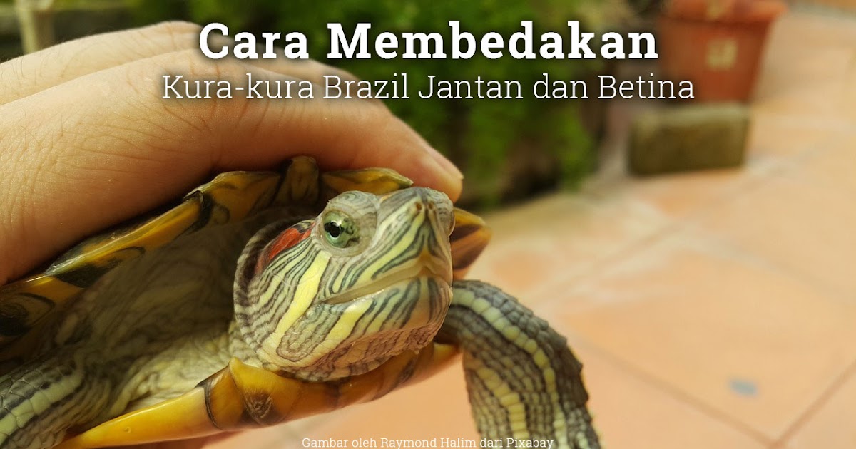 Cara Membedakan Kura Kura Brazil Jantan Dan Betina Kura Brazil