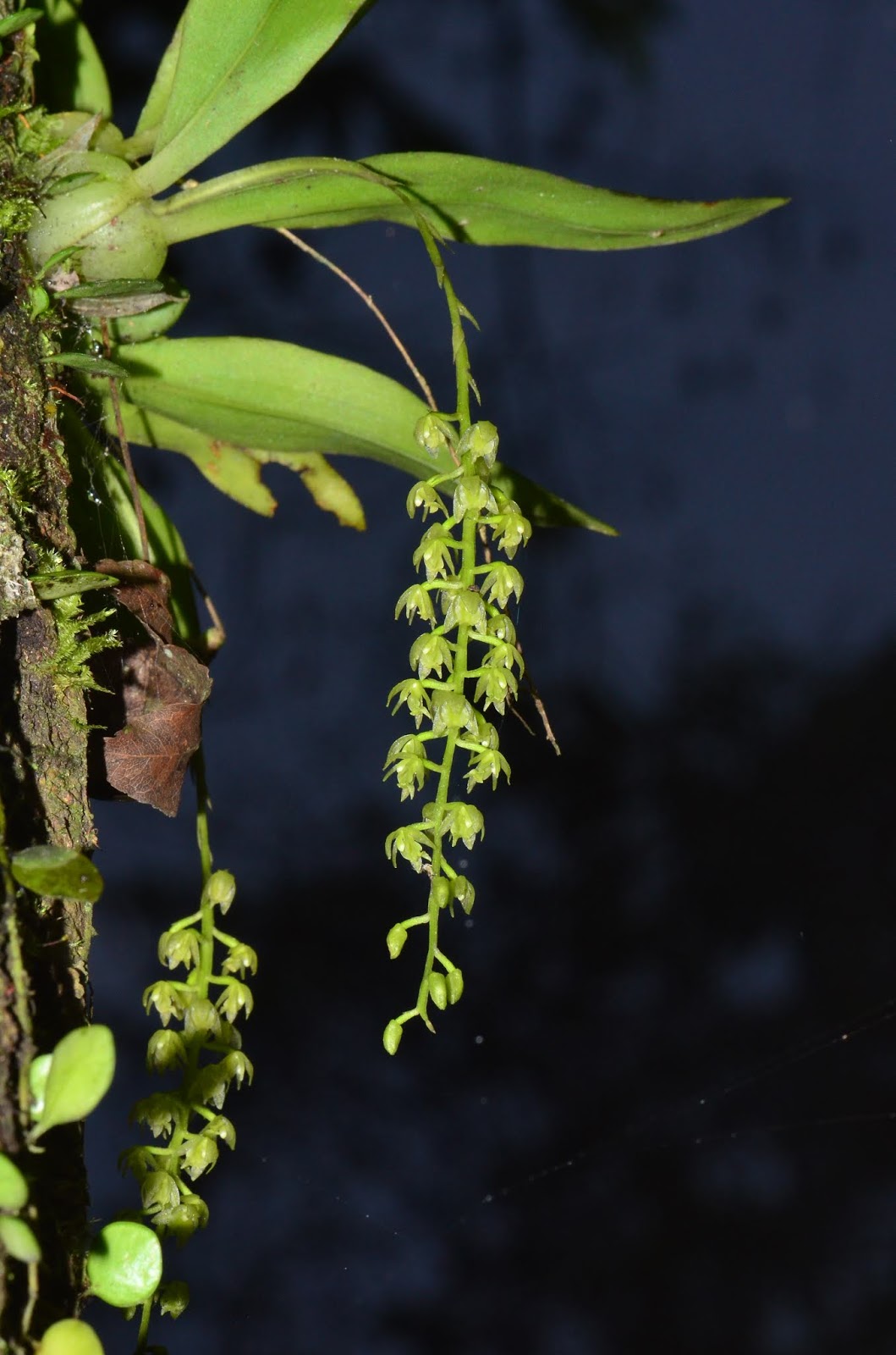 跟著野人尋花趣