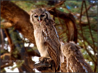 Bubo lacteus