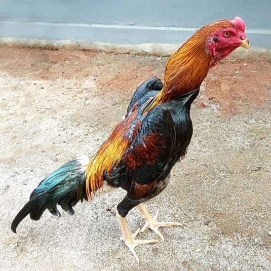 Ayam Shamo Pukul Mati Cara Golden