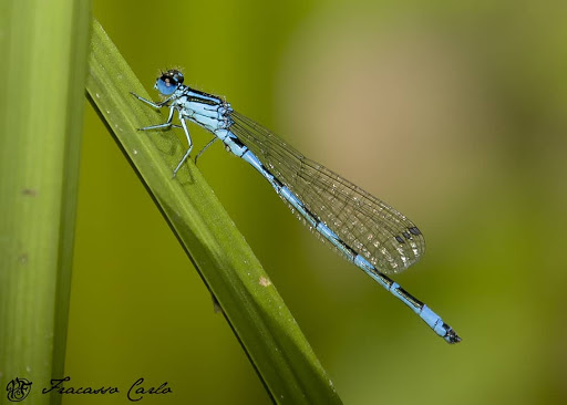 Azzurrina di mercurio (Coenagrion mercuriale)