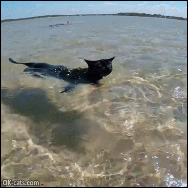 Amazing Cat GIF • Brave cat swimming in the sea with his human. Healthy, fun and relaxing [ok-cats.com]