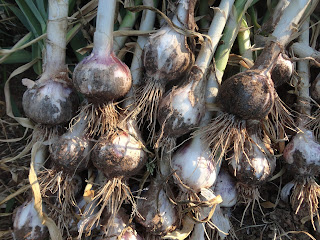 AJOS RECIÉN COSECHADOS Y SECANDOSE AL SOL SOBRE LA TIERRA DE LA HUERTA