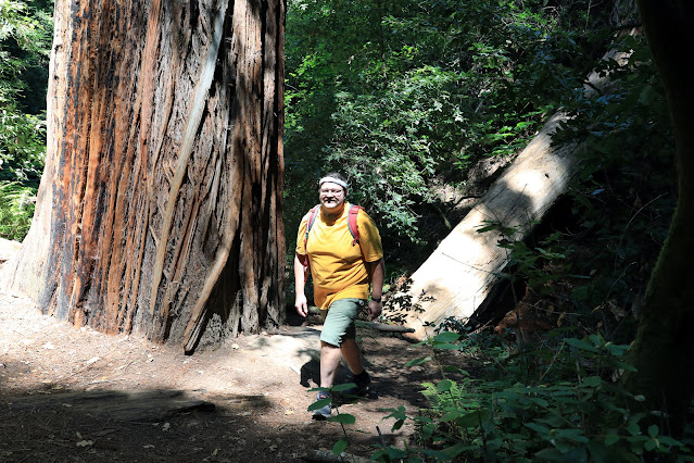 Image of person by a large Redwood tree