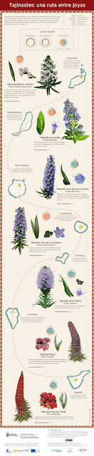 Infografía de tajinastes Infografía de la ruta de las joyas de los tajinastes