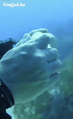 Umjjal_kr_90.gif