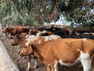 CRISIS HIDRICA: Gobierno continúa con el traslado de ganado bovino para apoyar a ganaderos