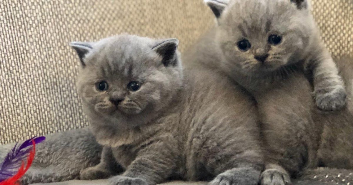 The Kuwait Cats and kittens Adoption and sales email us at