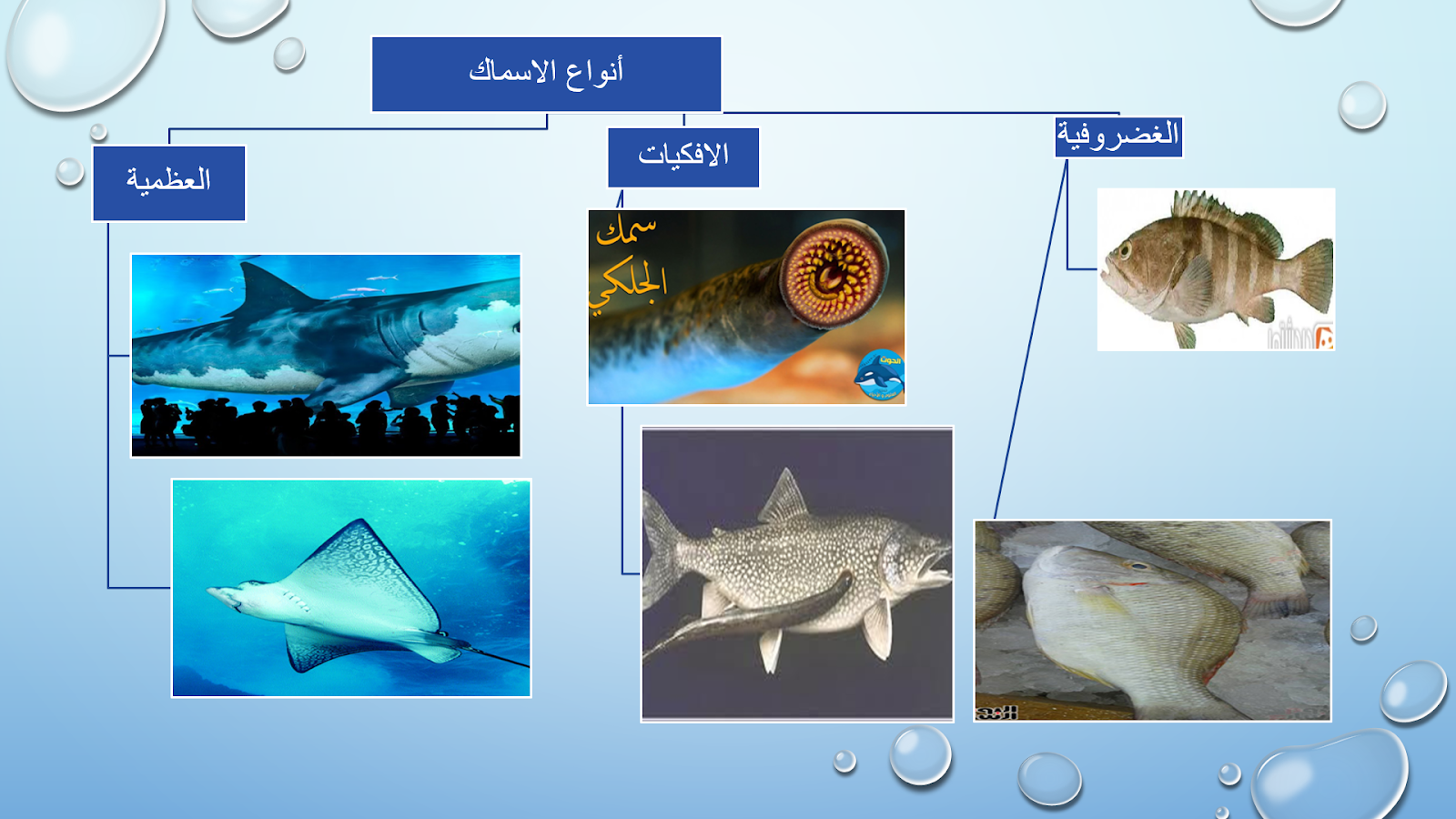 الاسماك والبرمائيات