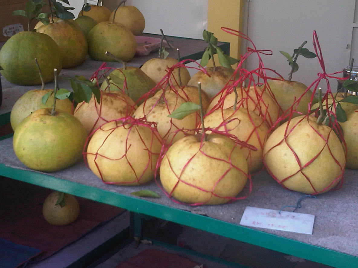 Simple Life Ipoh Tambun Pomelo