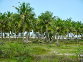 How to Growing a Organic Coconut Farming Business