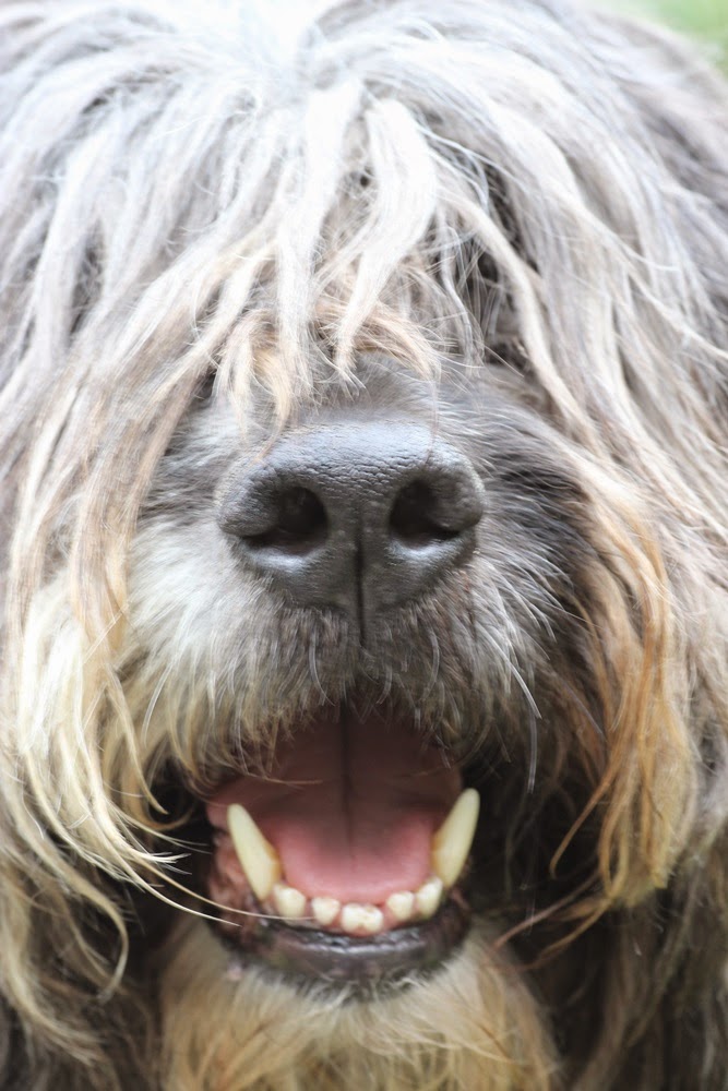 Peziperli Balu, du wirst uns fehlen