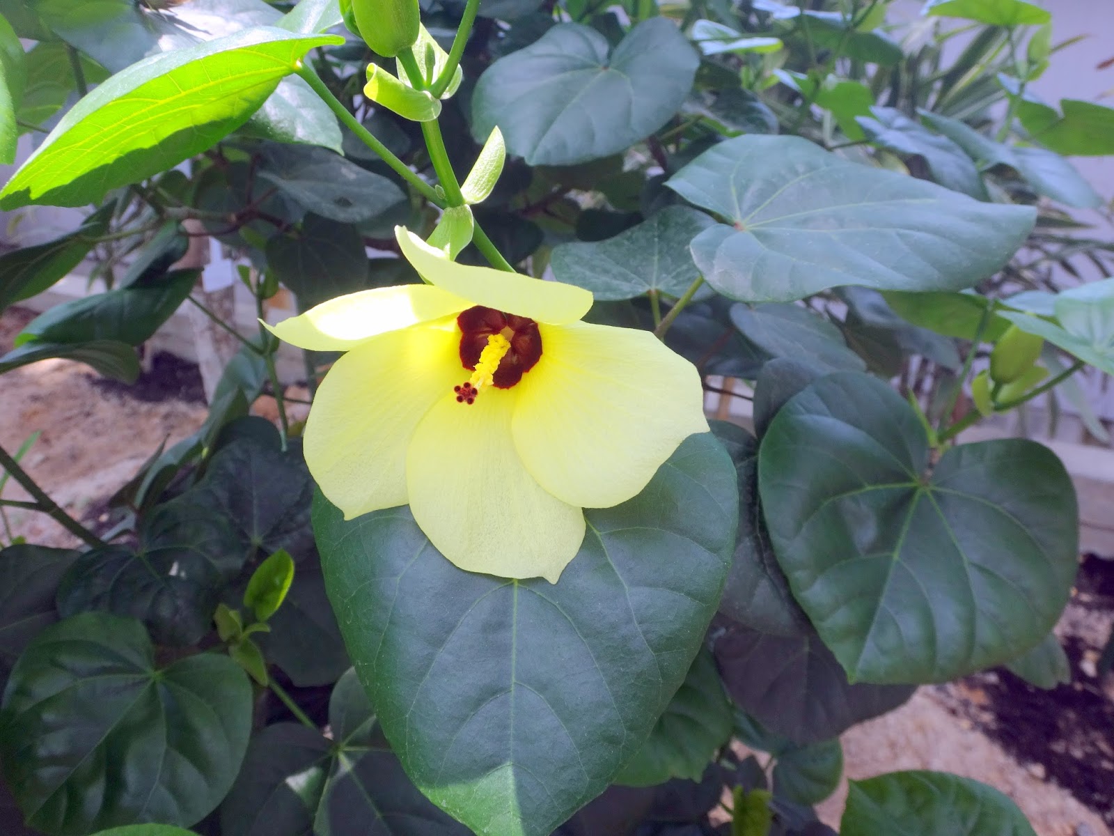 広島市植物公園ブログ 4月 2018