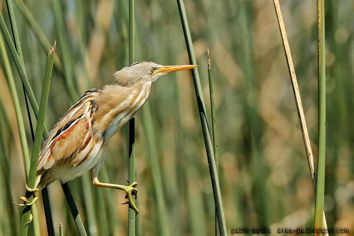 mis fotos de aves Ixobrychus involucris Mirasol Estriado Stripebacked