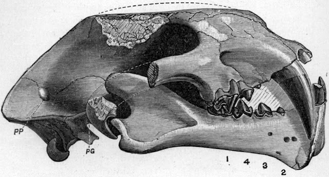 Pogonodon platycopis kafatası