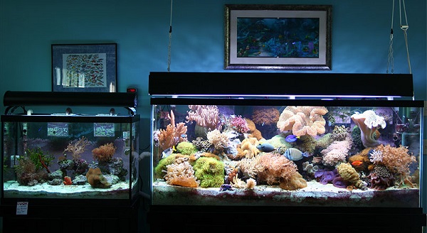 Aquarium Air Laut - Budidaya Ikan