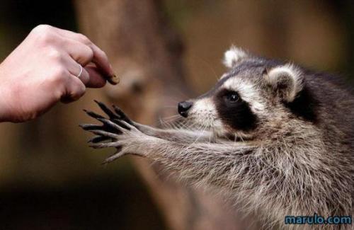 Zoologico Nacional La Aurora: Mapache