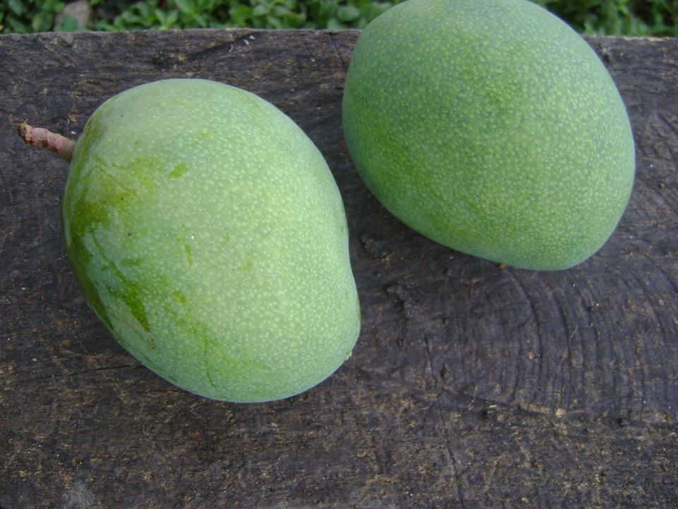 VICTORIA,YORO, HONDURAS. MANGOS EN MAYO Y JUNIO.
