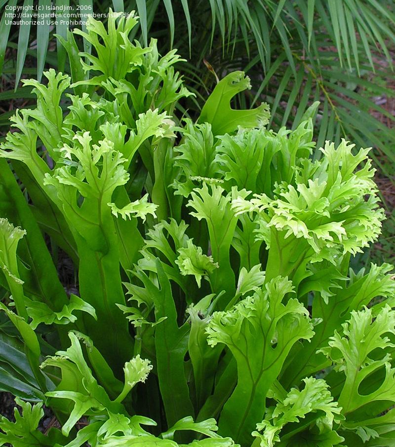 Bird In Everything Bird Nest Fern