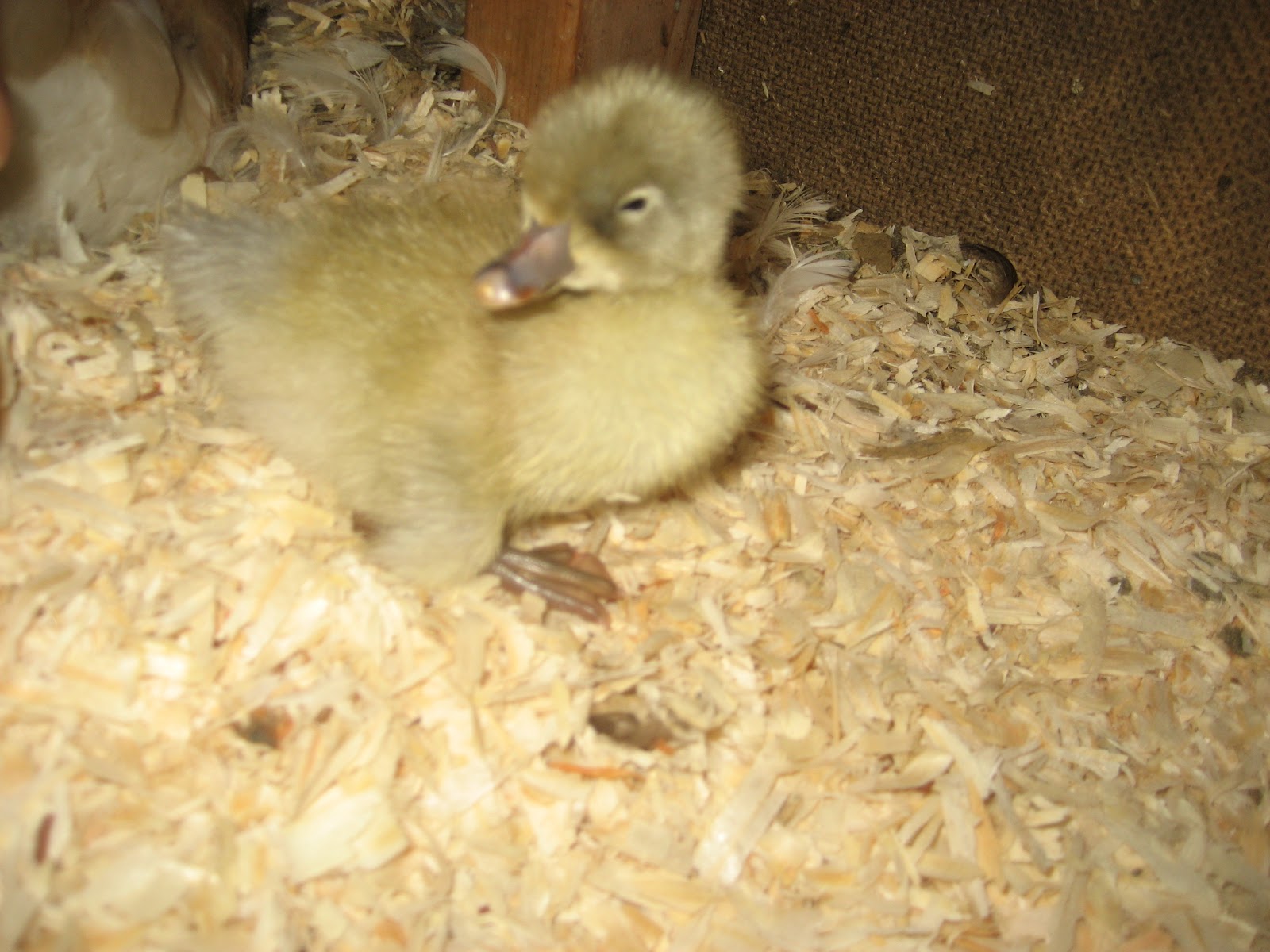 Chicken Scratch Sitting Ducks