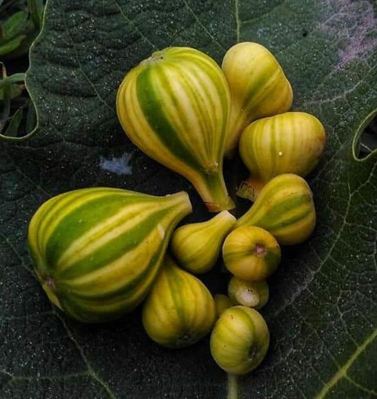 BIBIT BUAH TIN BELANG PANACHE TIGER fresh cangkok tin Prabumulih