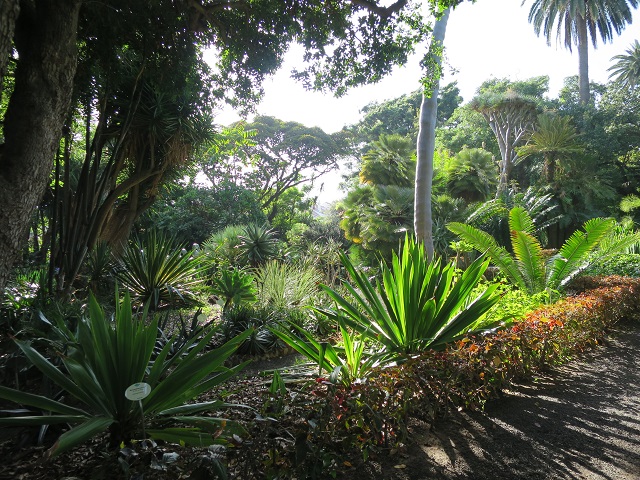Le vieux Clos : Le jardin botanique de Puerto de la Cruz (1)