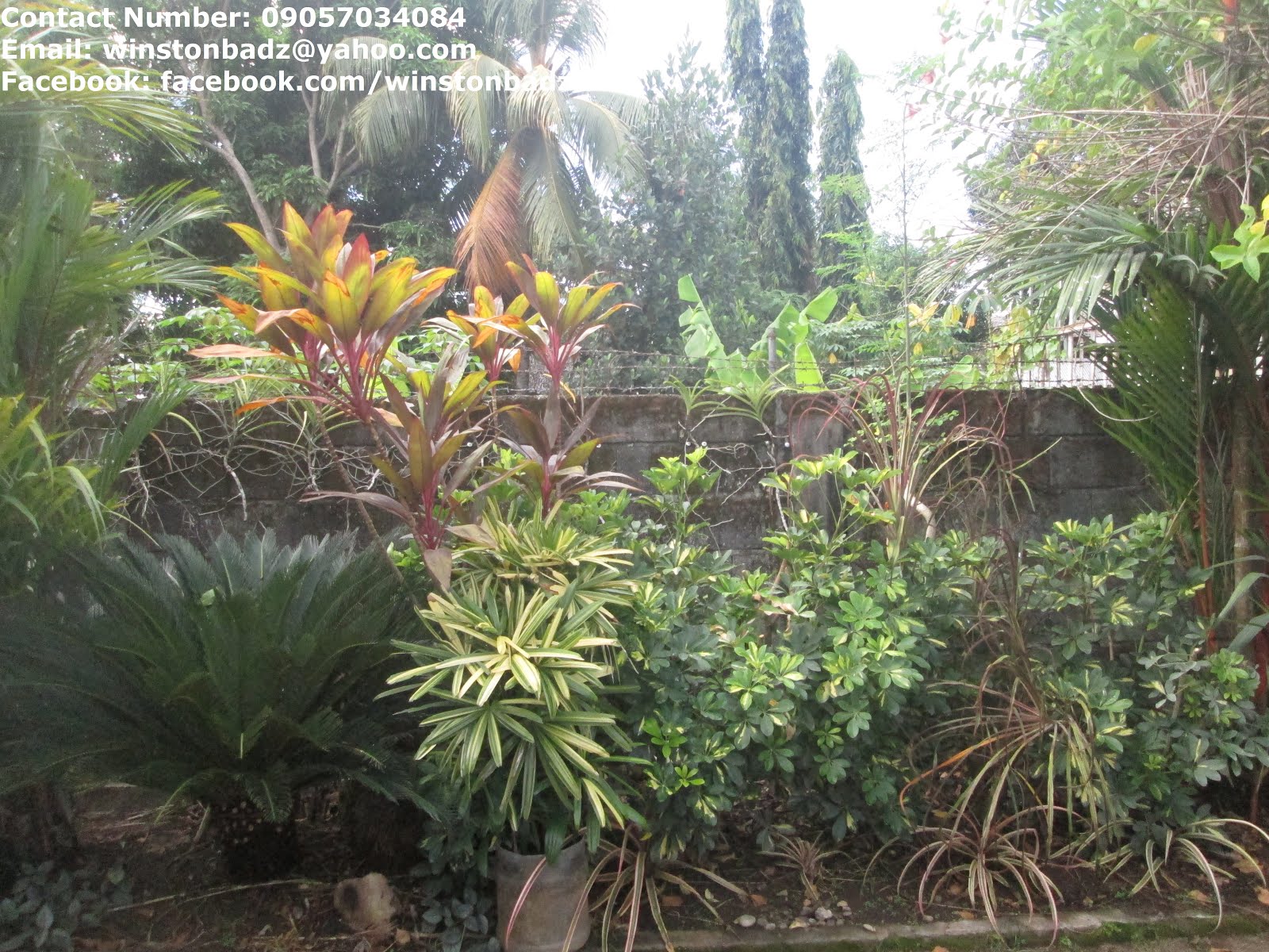 1500+ sqm. House and Lot for Sale in Siaton, Fully Furnished