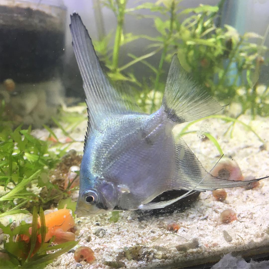 15 Jenis Ikan Manfish atau Angelfish Beserta Harga dan Cara Budidayanya