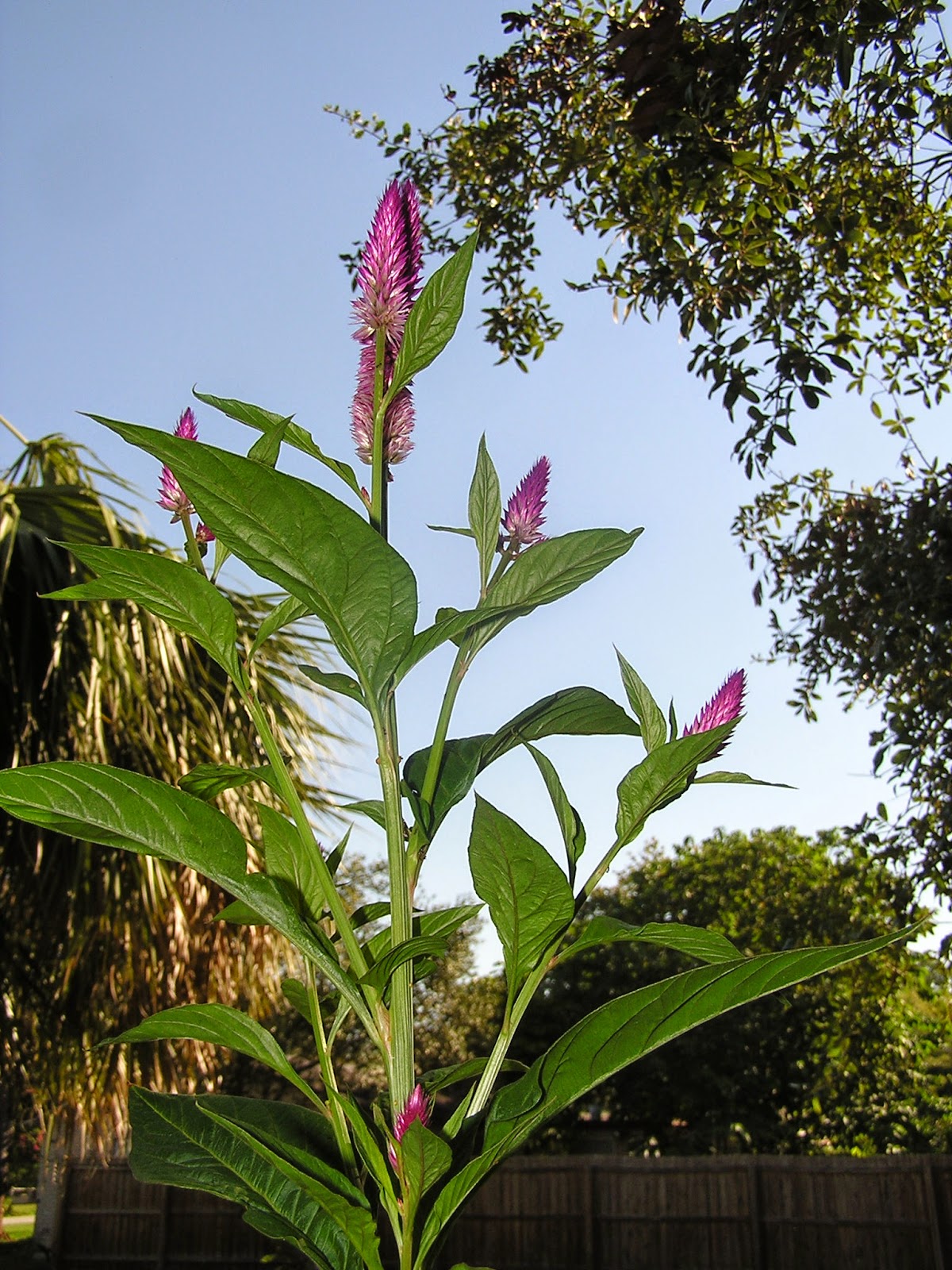 John Starnes' Urban Farm The Magenta Spreen lambs quarters that I got seeds of from ROOTS and