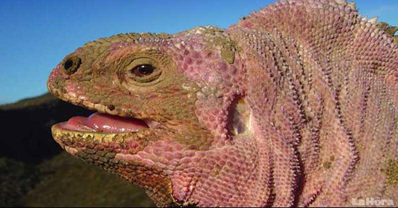 VIAJES BARATOS POR ECUADOR: Iguana rosada en Isabela